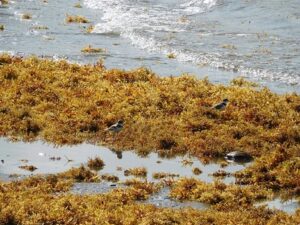 Testing the climate intervention potential of ocean afforestation using the  Great Atlantic Sargassum Belt