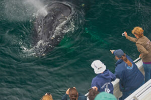 people lean over on whale watch boat to see whale