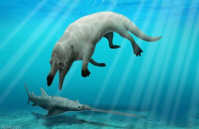New species of ancient whale discovered in Egypt