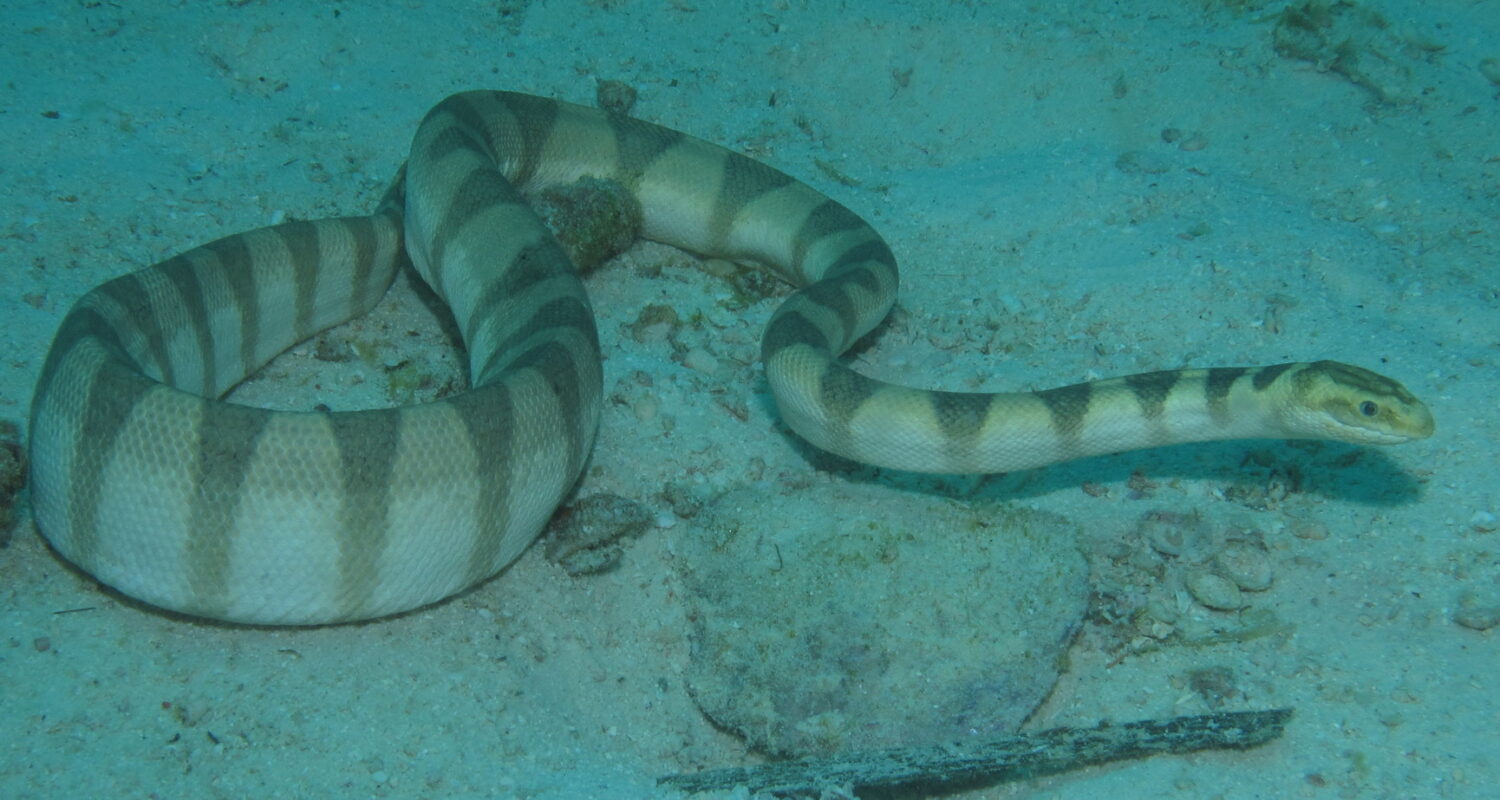 Suffocating Sea Snakes: How fishing harms these undersea reptiles