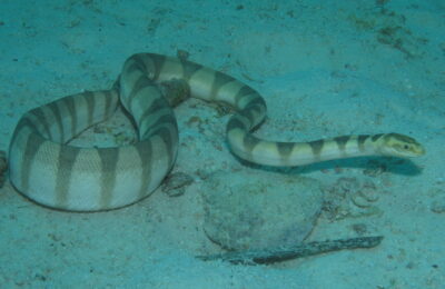 Suffocating Sea Snakes: How fishing harms these undersea reptiles