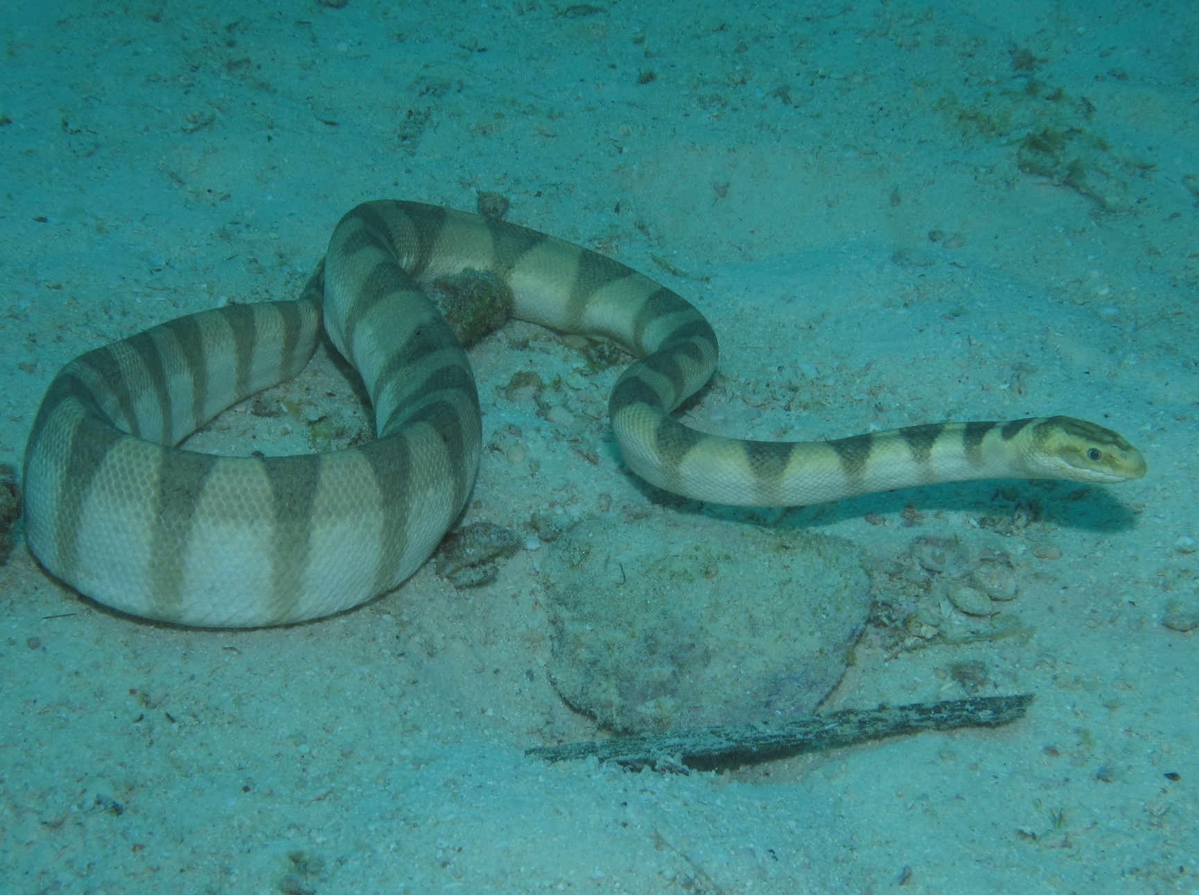 beaked sea snake bite