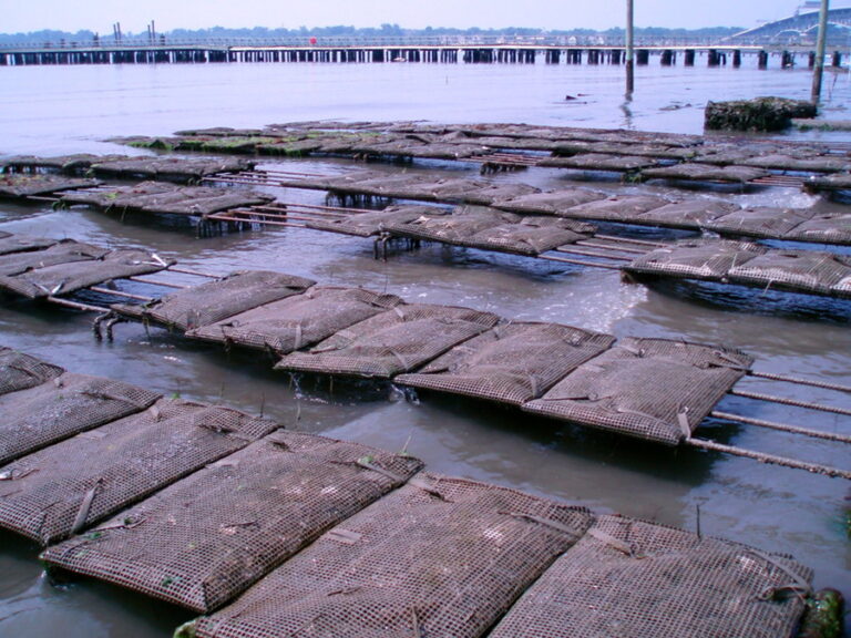 Oysters, bacteria, and parasites, oh my! oceanbites