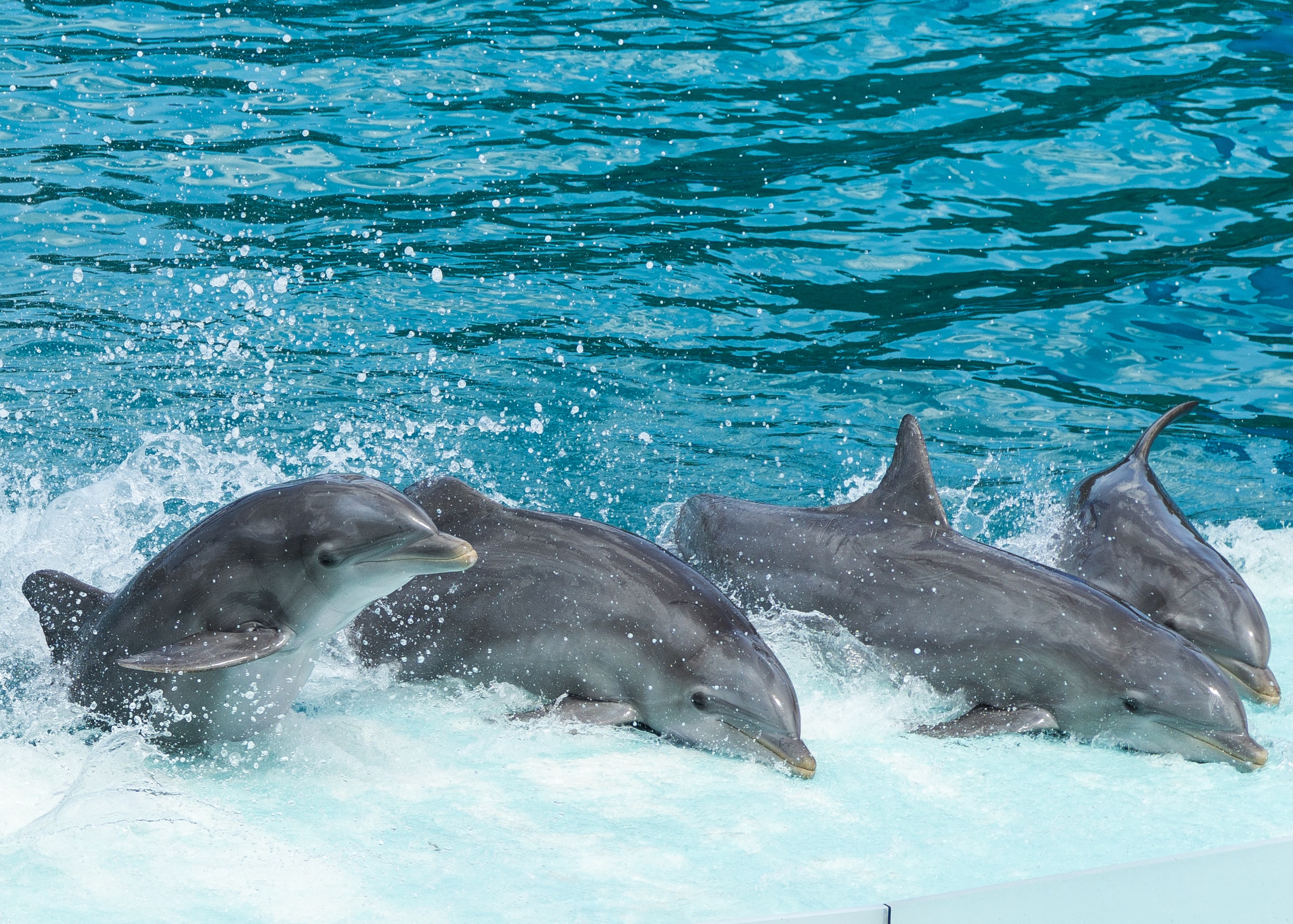 Those are dolphins. Занзибар дельфины. Дельфин в дельфинарии. Коричневый Дельфин. Батумский дельфинарий