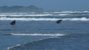 2 figures crouched in ocean surf