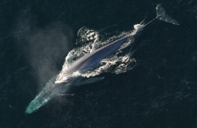 Feasting whales fuel ocean ecosystems