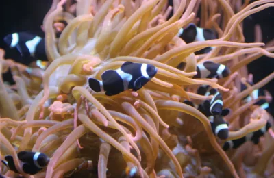 Accommodating Anemones: Housing more than just clownfish