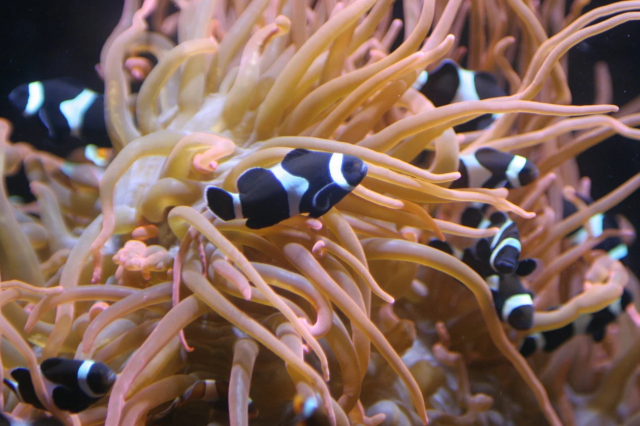 distinctive-white-stripes-in-clownfish-form-at-different-rates