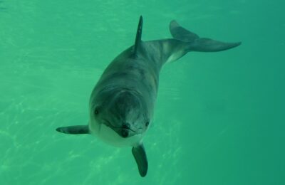 Renewable energy is good for people, but what about porpoises?