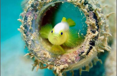 Gobies get by with a little help from their friends