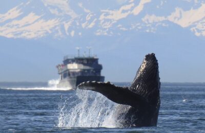 Dynamic Ocean Management: Saving Whales and Shipping Responsibly