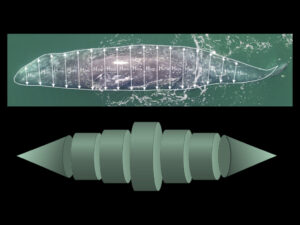 whale photo compared to geometric conceptualization of whale