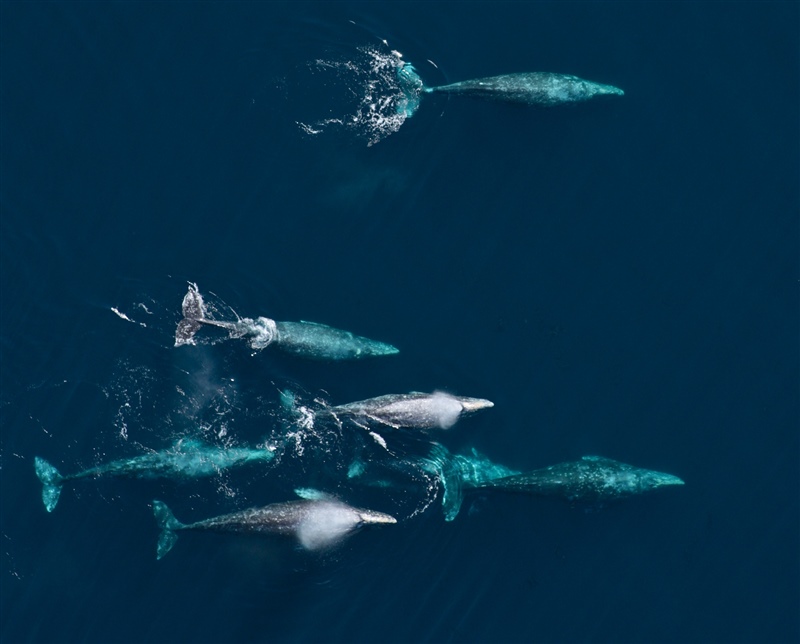 aerial photo of whales off Central California