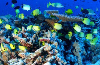 Will coral reef biodiversity persevere through climate change?