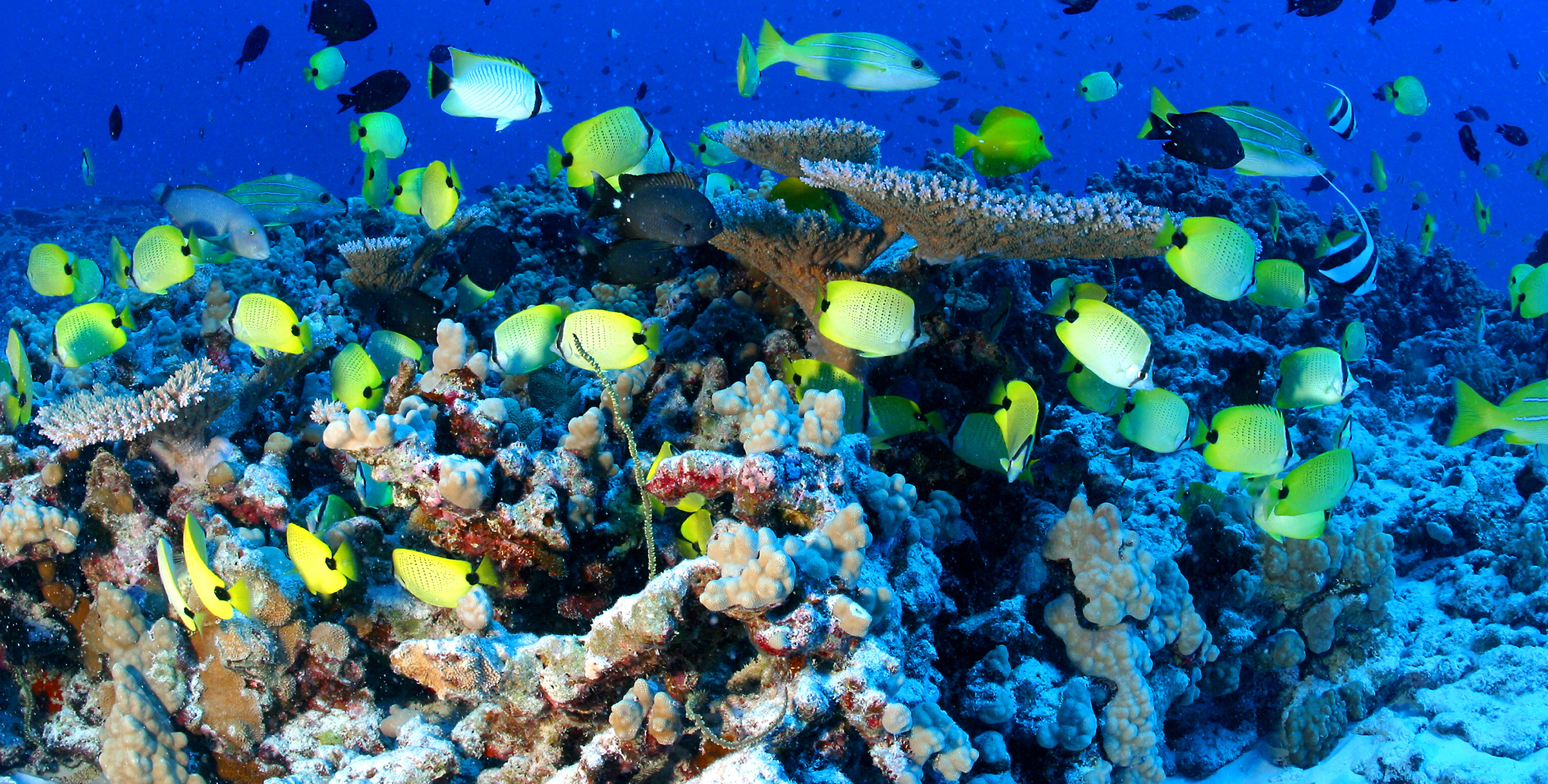 Сообщество кораллового рифа. Папаханаумокуакеа заповедник. Морской парк «Папаханаумокуакеа». Рыбы Египта. Морской заповедник Папаханаумокуакеа США жители.