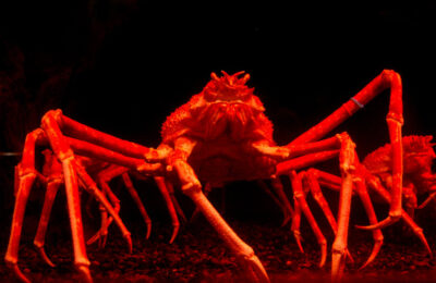 Crabby about climate change