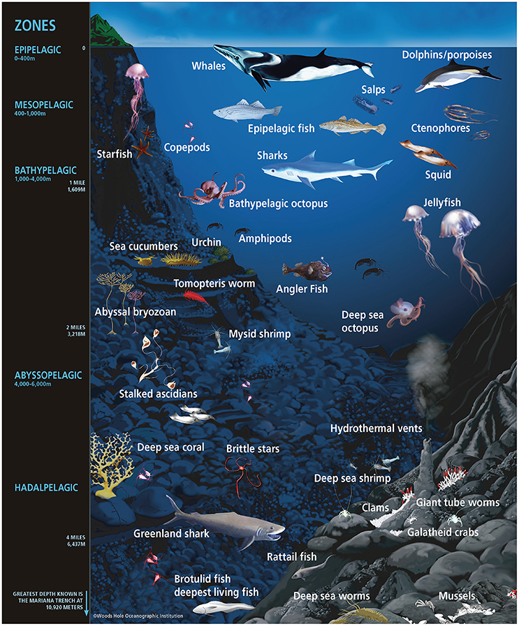 benthic-zone-in-ocean-as-lowest-and-deepest-ecological-zone-outline