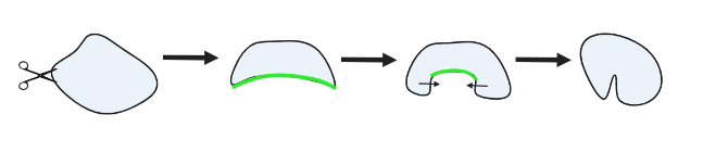 An image of a placozoa healing after injury. After being cut in half, fiber cells gather at the wound edge. The placozoa pulls itself together to wound heal.