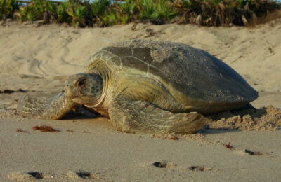 Coming in hot! Marine heatwaves impact sea turtle nesting on Diego Garcia Island