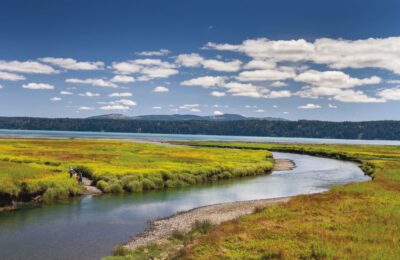 How tidal marsh restoration can help fight climate change