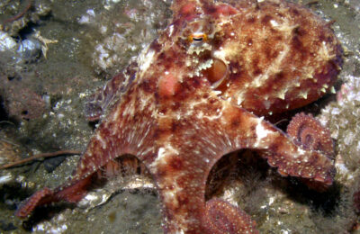 Are Octopuses Acid-Proof?
