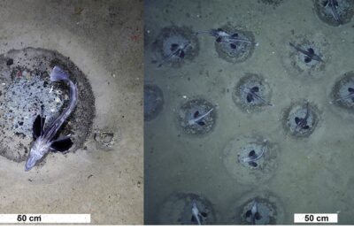Massive icefish breeding colony discovered in Antarctica