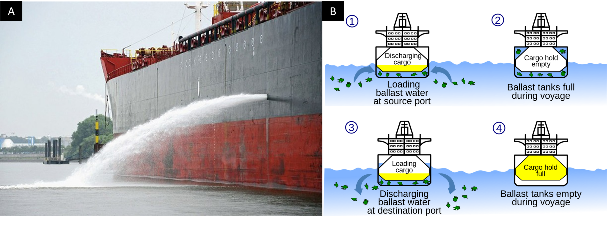 Mitigating microplastic pollution through ballast water treatment