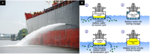 Fig. 2 (a) A ship discharging ballast water into the sea. Image from . (b) The stages of pumping and releasing ballast water into the sea to adjust for the ship's weight during voyage. Image from 