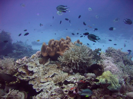 How Eavesdropping On Fish Can Help Conservationists Protect Coral Reefs 