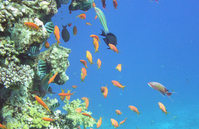 How eavesdropping on fish can help conservationists protect coral reefs