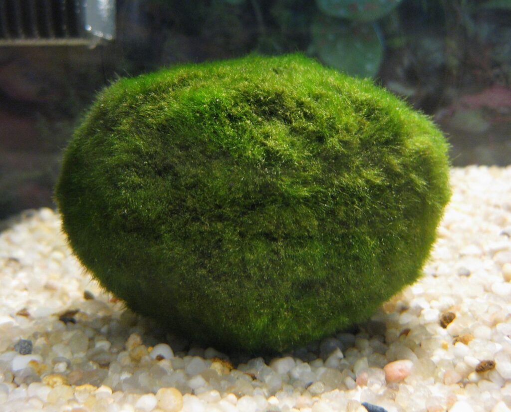 A marimo algal ball