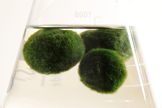 Marimo grown in a conical flask