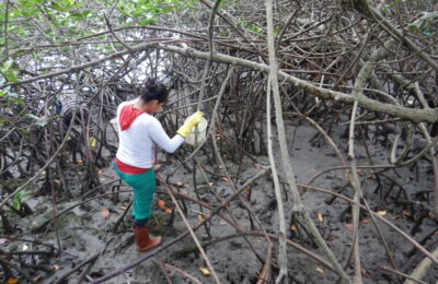 The gendered effects of mangrove destruction
