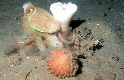 Can octopuses see with their skin?