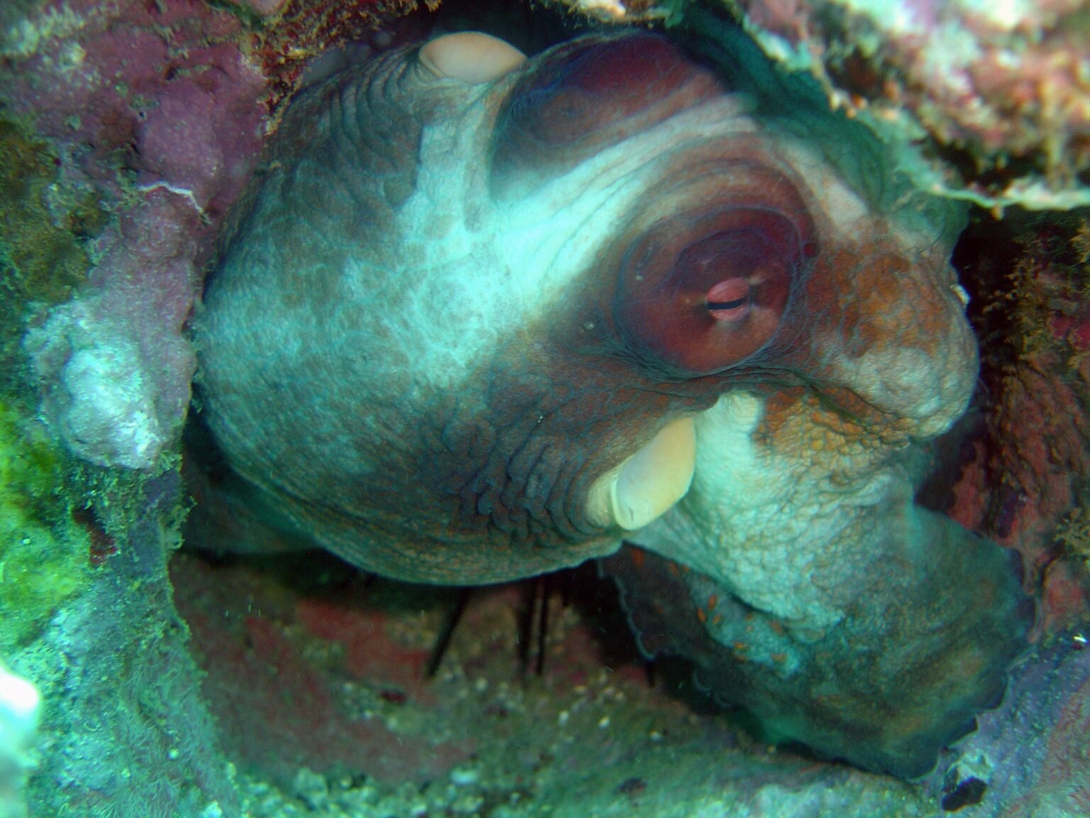 Can octopuses see with their skin? oceanbites