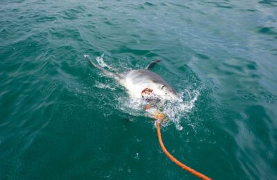 Devastating Depredation: When sharks eat anglers’ catches