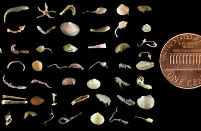 Don’t forget about the little guys: documenting diversity in the ocean