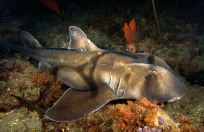 Does increasing ocean acidification mean sharks need a trip to the dentist?