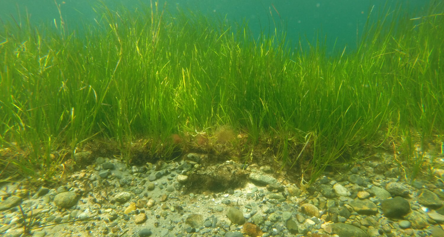 Has eelgrass already adapted to warmer waters? – oceanbites