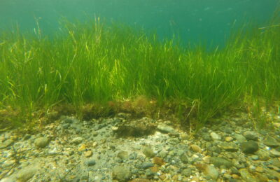 Has eelgrass already adapted to warmer waters?