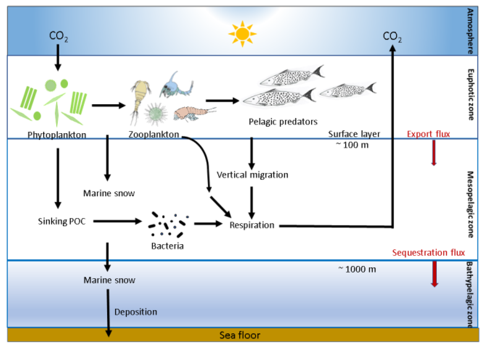 Schematic of the biological carbon pump