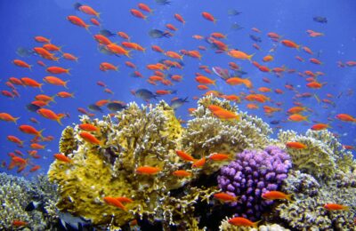 Double trouble: Coral reefs are threatened by ocean acidification and copper