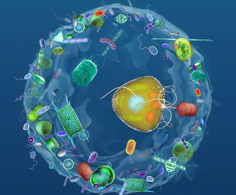 An image of P. balticum surrounded by a mucosphere, feeding on a microbe.