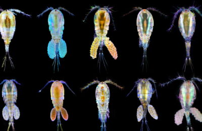 Baby zooplankton are surprisingly common in the Arctic winter