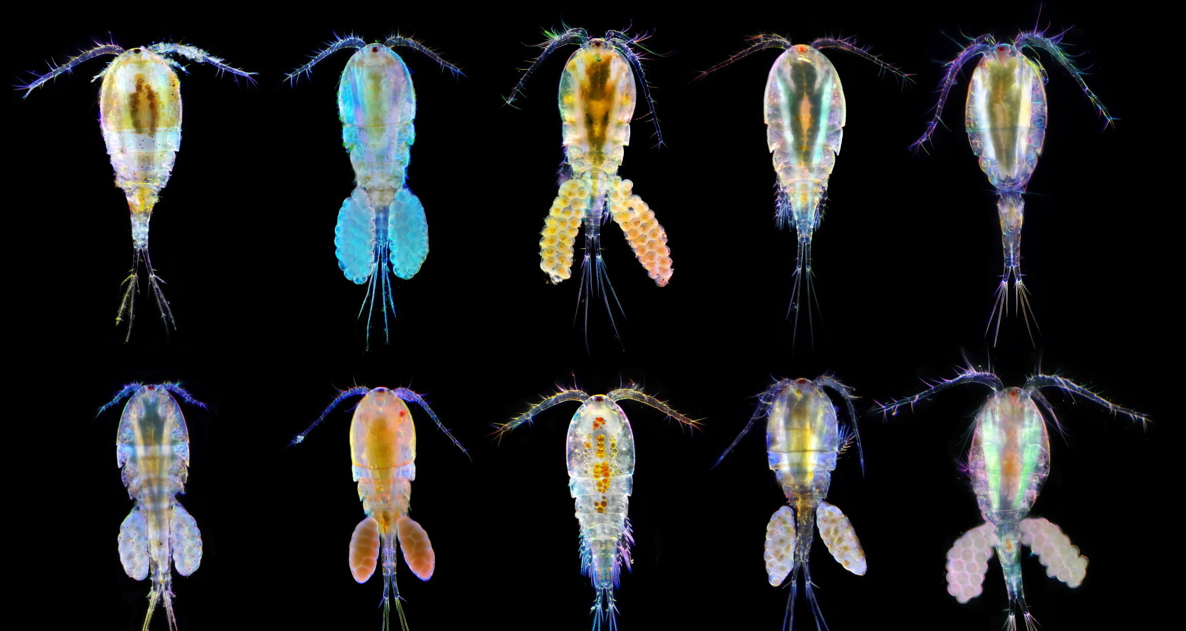 Baby zooplankton are surprisingly common in the Arctic winter – oceanbites