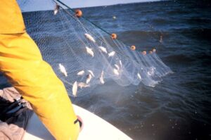 Shine bright like a gillnet – oceanbites