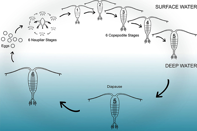 Plankton Life Cycle