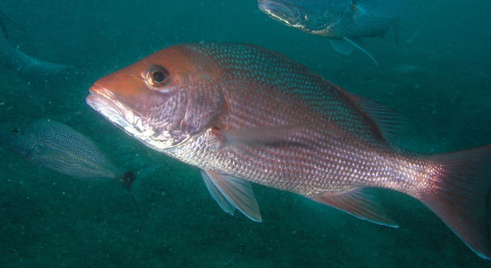 Image of a large red fish underwater.