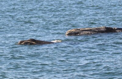 The bigger the better? Larger North Atlantic right whales tend to birth more babies