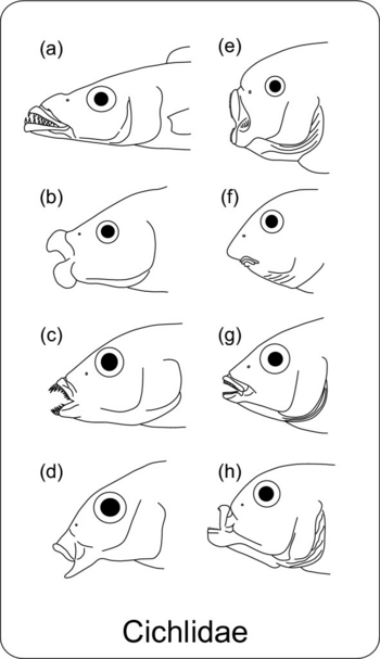 Cichlids adapted to different feeding strategies with different mouth shapes shown.